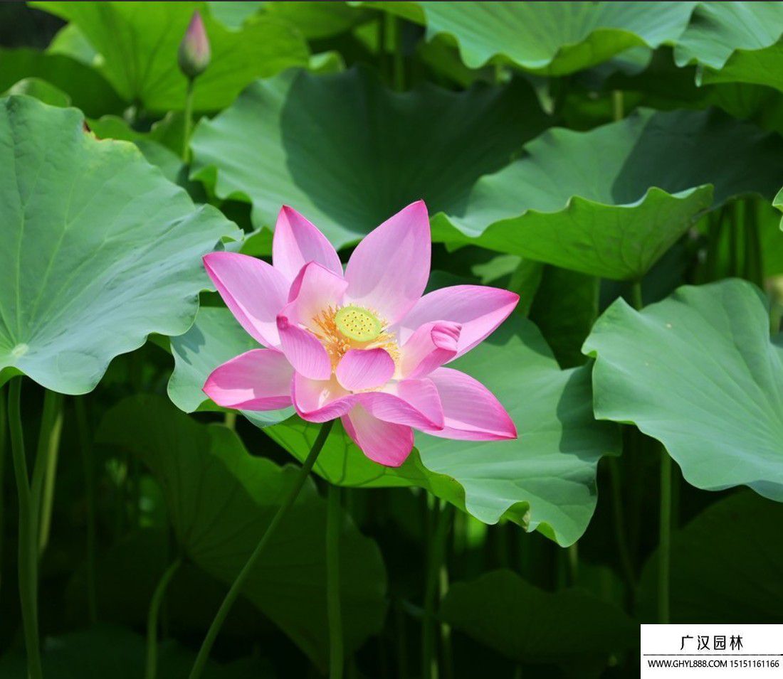荷花.jpg