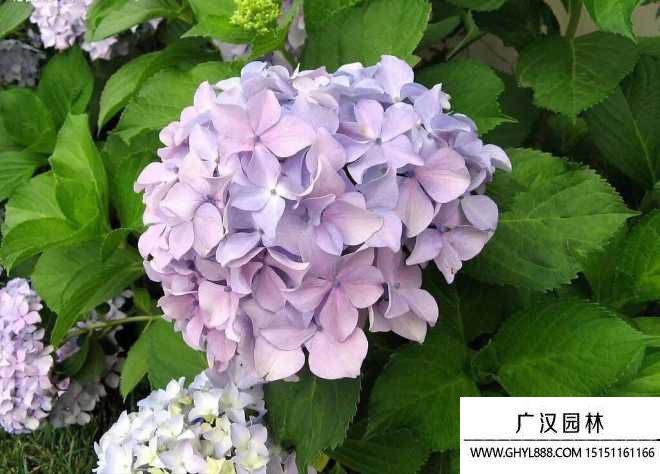 绣球花的养殖方法.jpg
