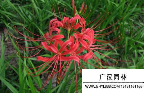 彼岸花.jpg