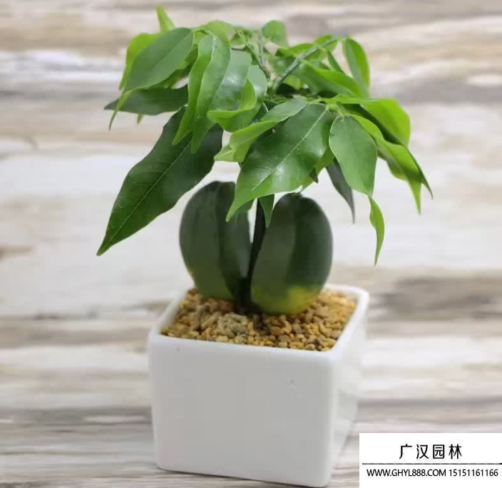 招财进宝花(1).jpg
