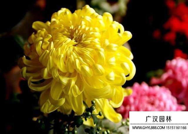 菊花.jpg