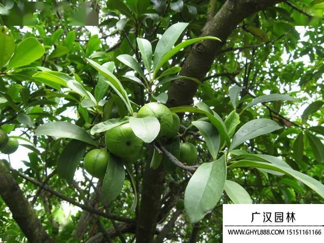 山竹果树.jpg