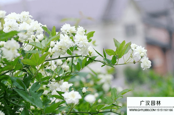 木香花.jpg