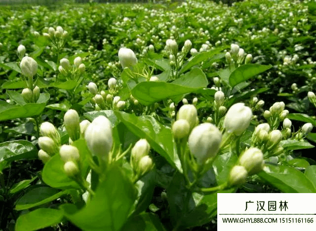茉莉.jpg