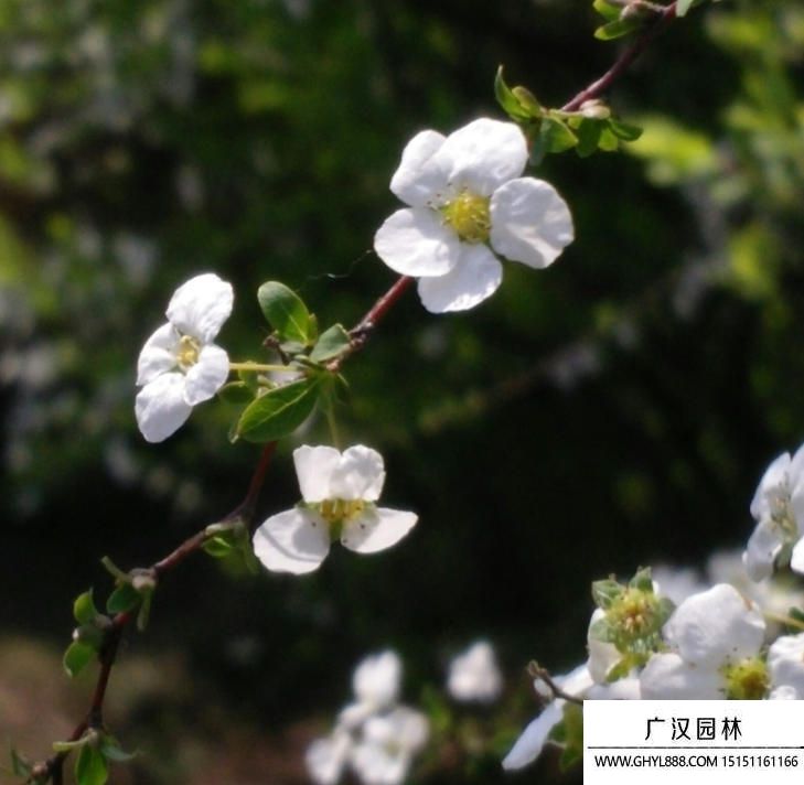 雪柳.jpg