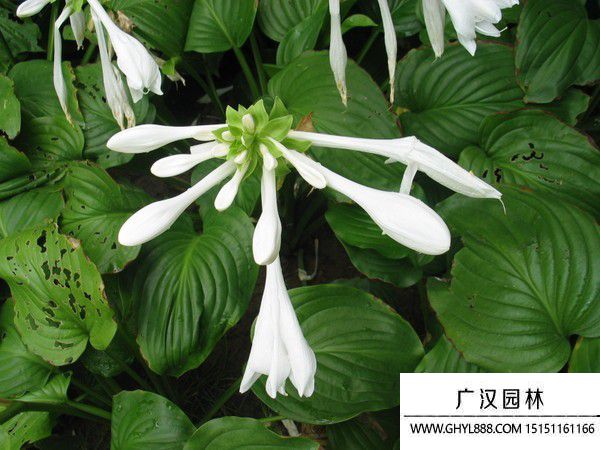 玉簪花.jpg