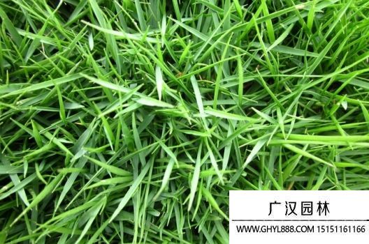 细叶结缕草.jpg