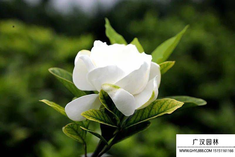 栀子花.jpg