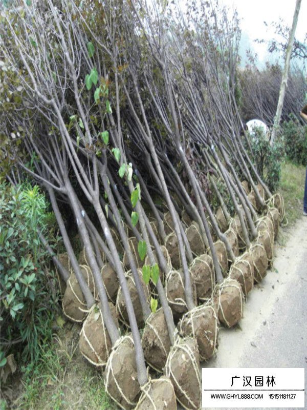 不同直径紫叶李价格(图2)