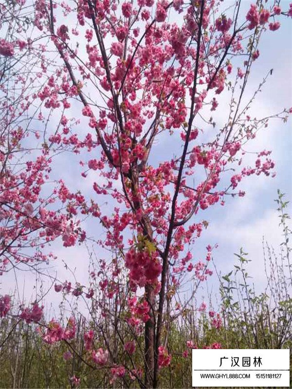 云南樱花的生存环境(图3)