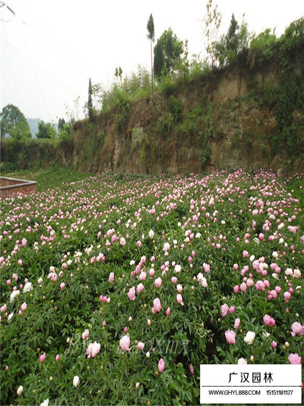 芍药适宜生长的温度(图1)