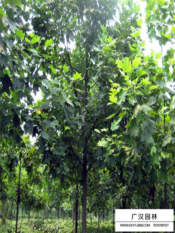 马褂木的种植维护(图1)