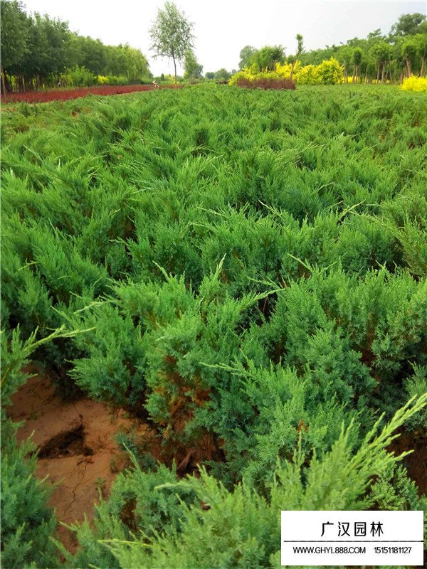 沙地柏种植环境(图1)