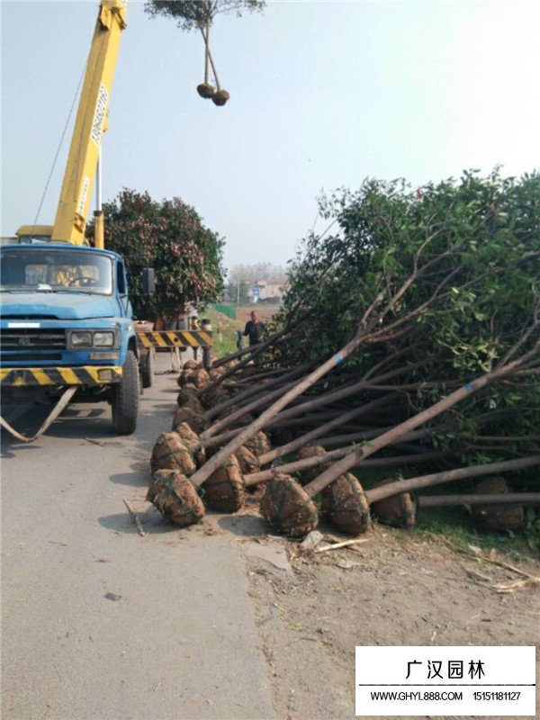 如何提高石楠的成活率(图2)