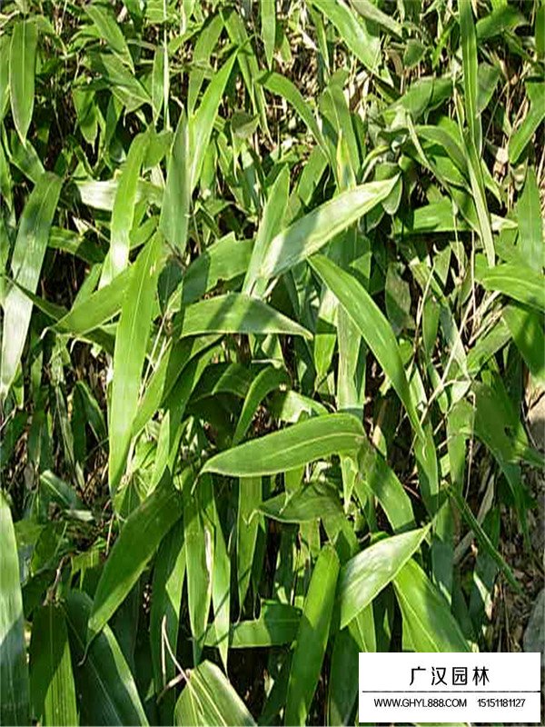 箬竹的批发(图1)