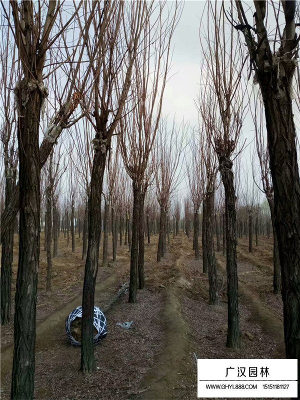 香花槐怎么种植(图1)