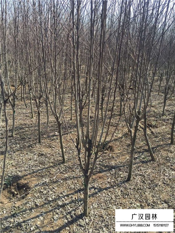 不同地径西府海棠的价格(图1)