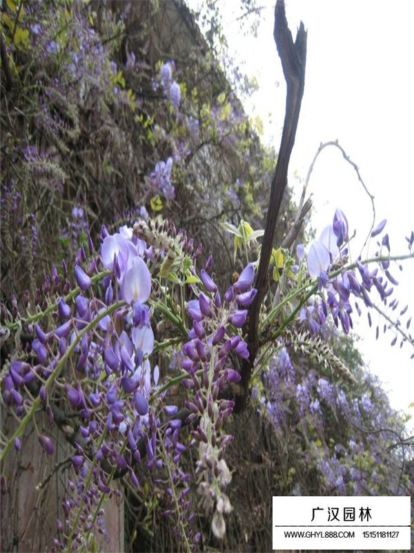 紫藤种子种植(图1)