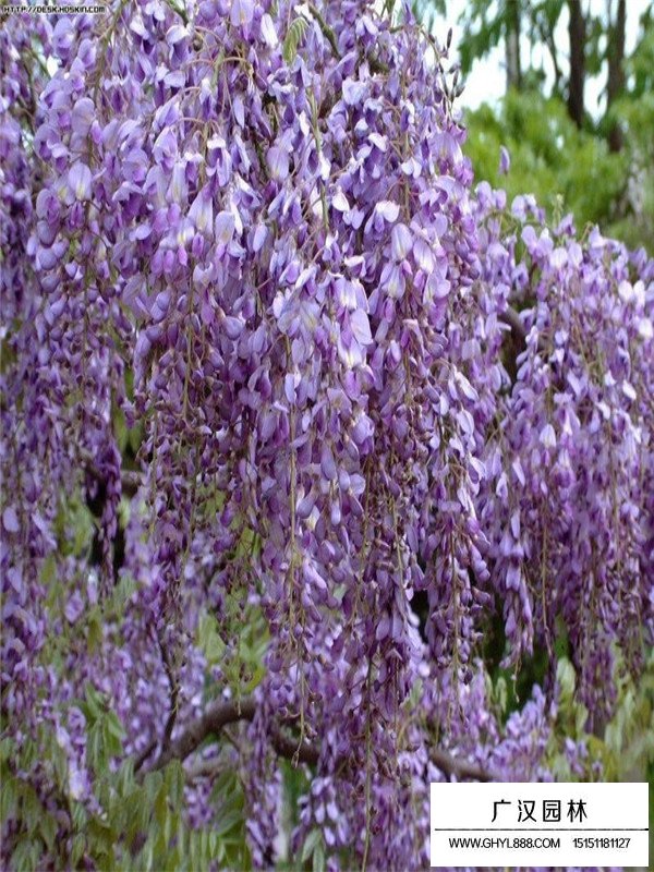 紫藤种子种植(图2)