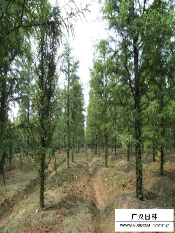 水杉的种植养护(图3)