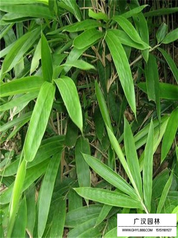 箬竹的基本形态(图2)