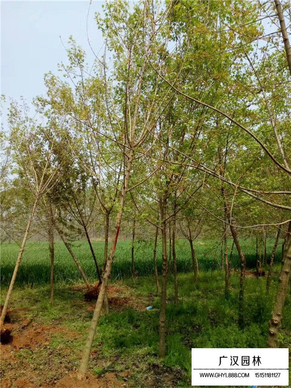 五角枫苗木的养护(图1)