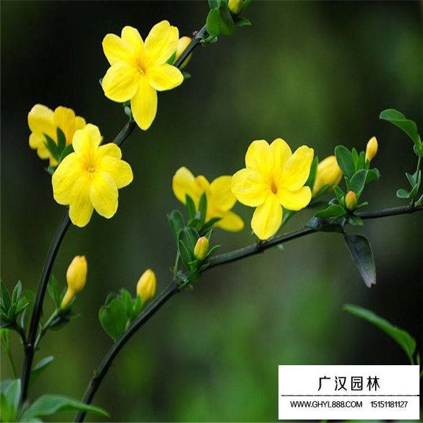 迎春花的寓意(图3)