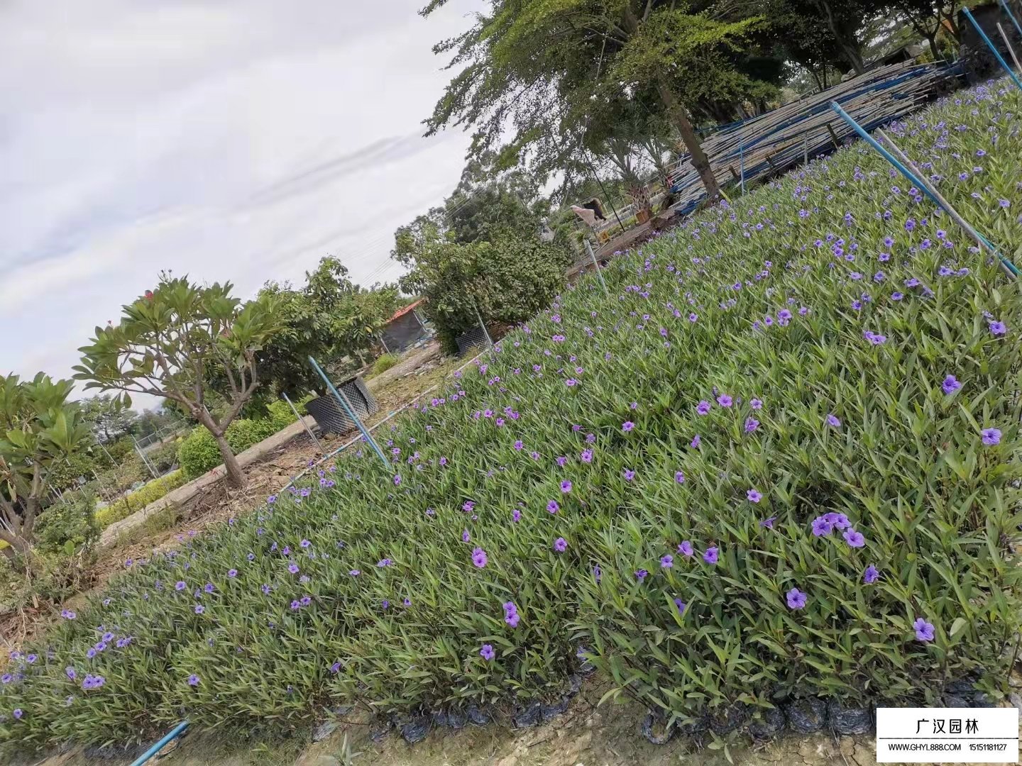 紫花翠芦莉的养殖环境(图2)