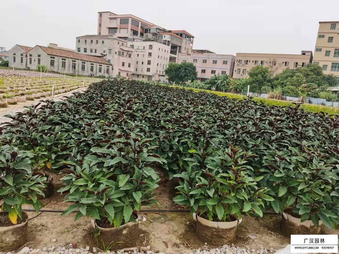 烟火树有没有药用价值(图2)