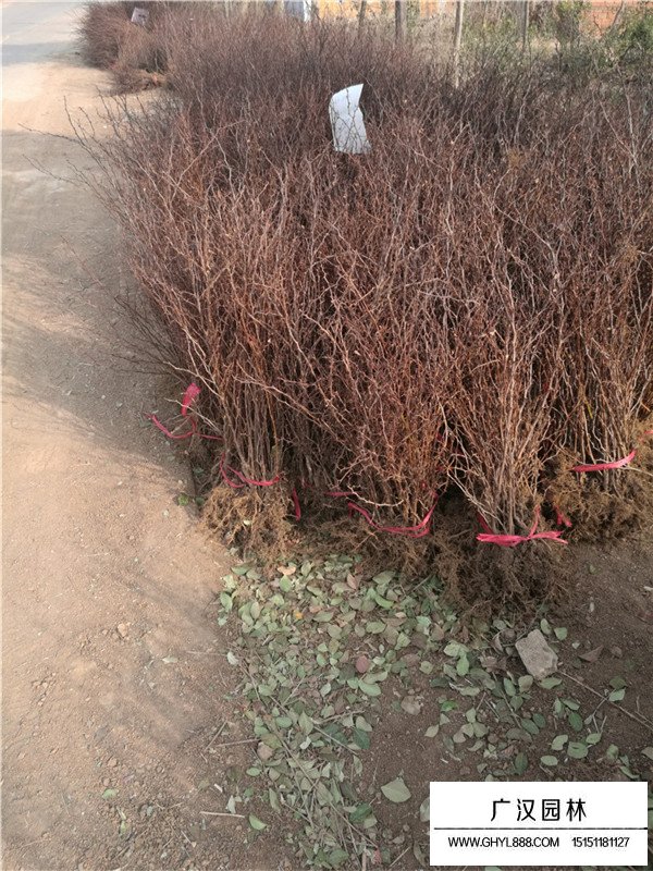 红叶小檗的生长环境(图3)