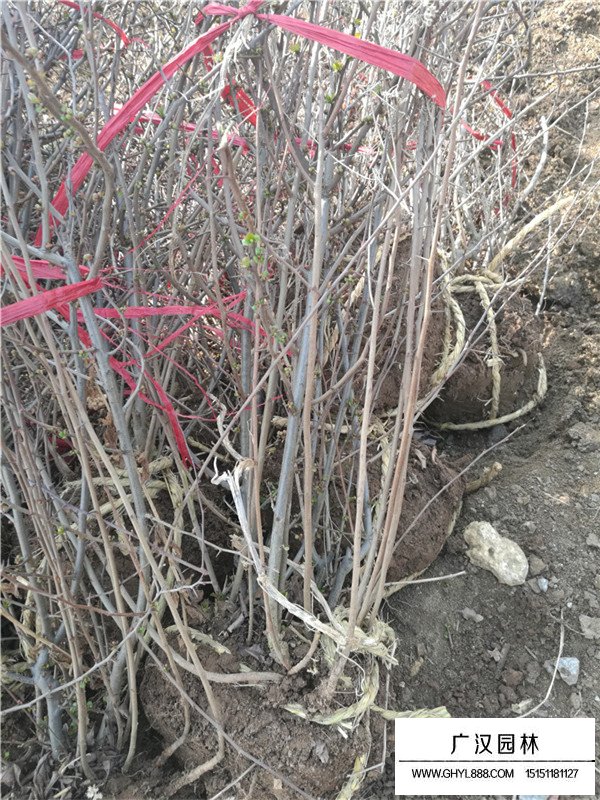 海棠球种植基地(图2)