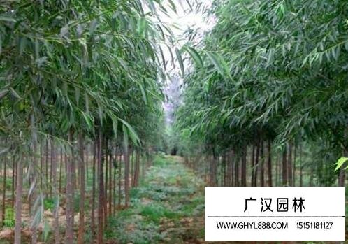 柳树叶斑病的防治方法