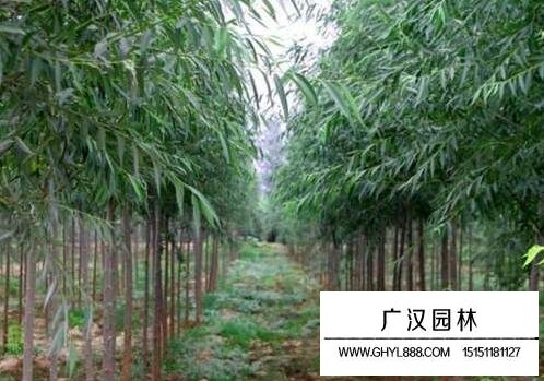 柳树叶斑病的防治方法