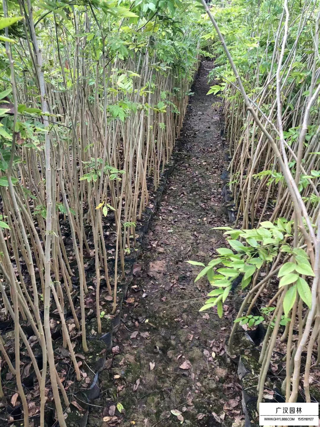 黄花梨小苗