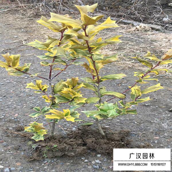 黄金枸骨