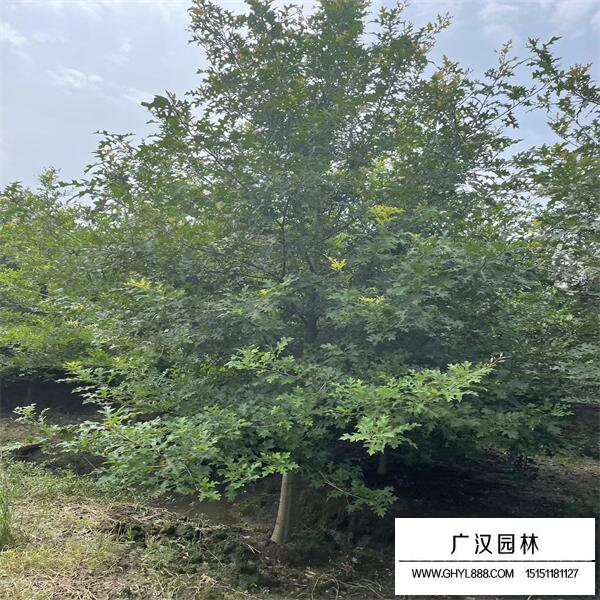 娜塔栎