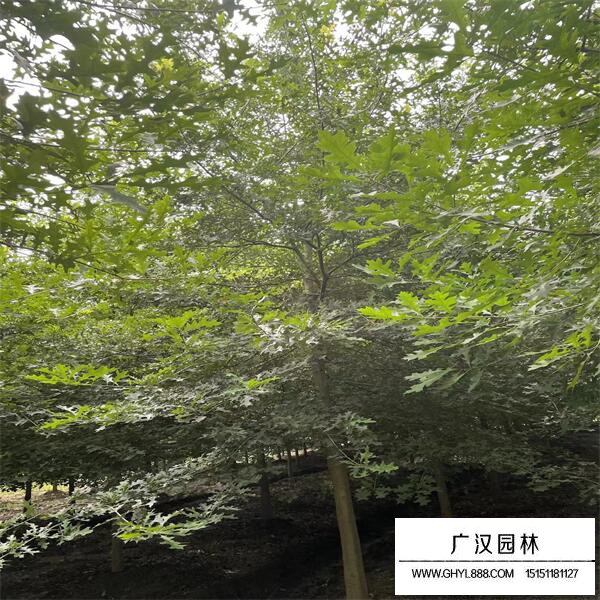 娜塔栎
