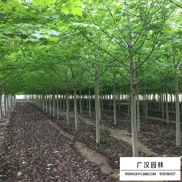 娜塔栎