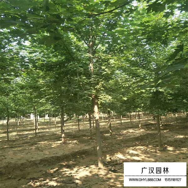 娜塔栎