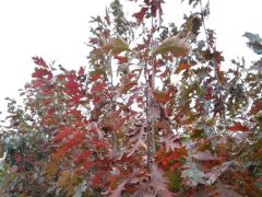<b>欧洲红栎</b>