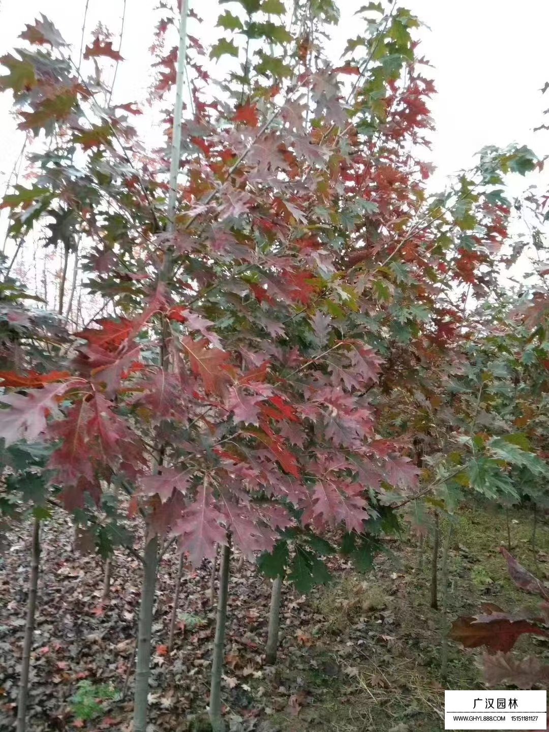 欧洲红栎