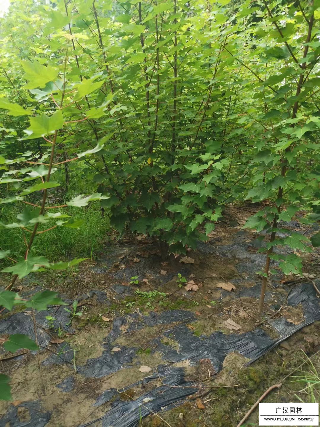 欧洲红栎