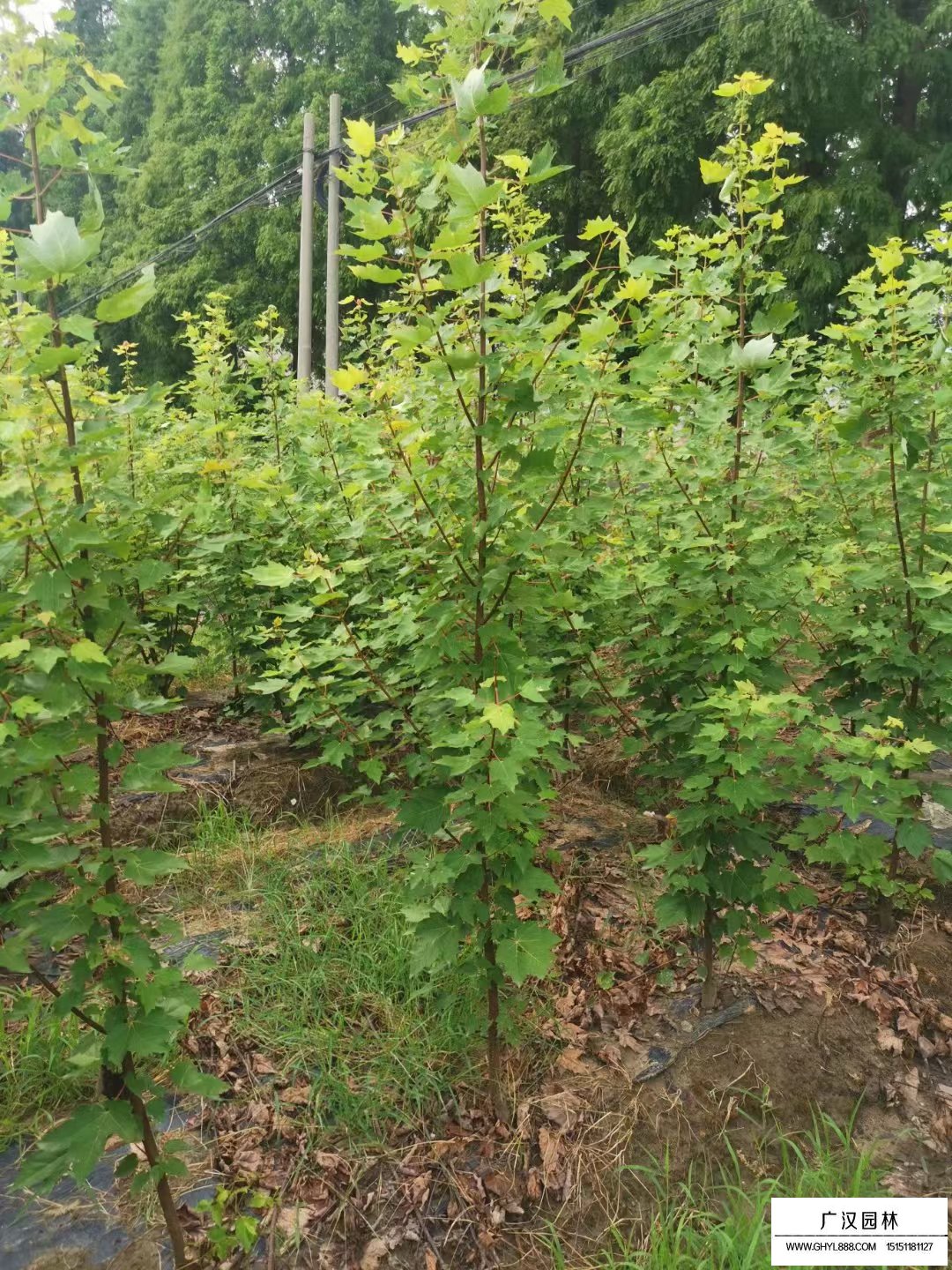 欧洲红栎