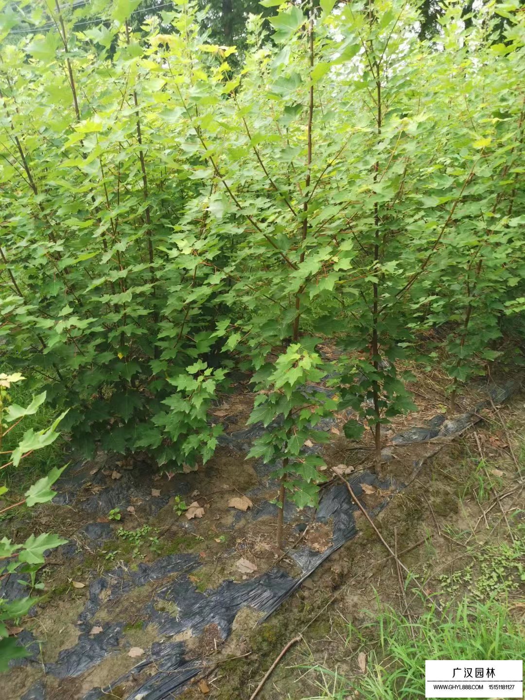 欧洲红栎