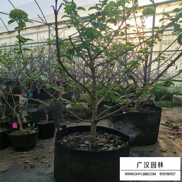 中华木绣球