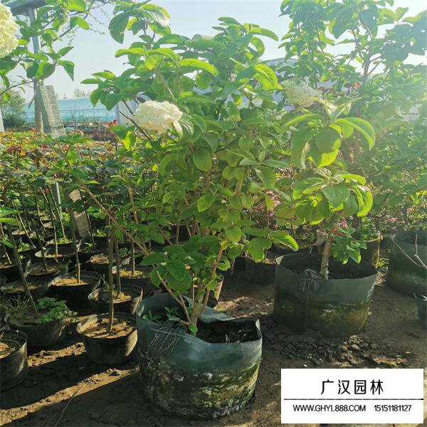 中华木绣球
