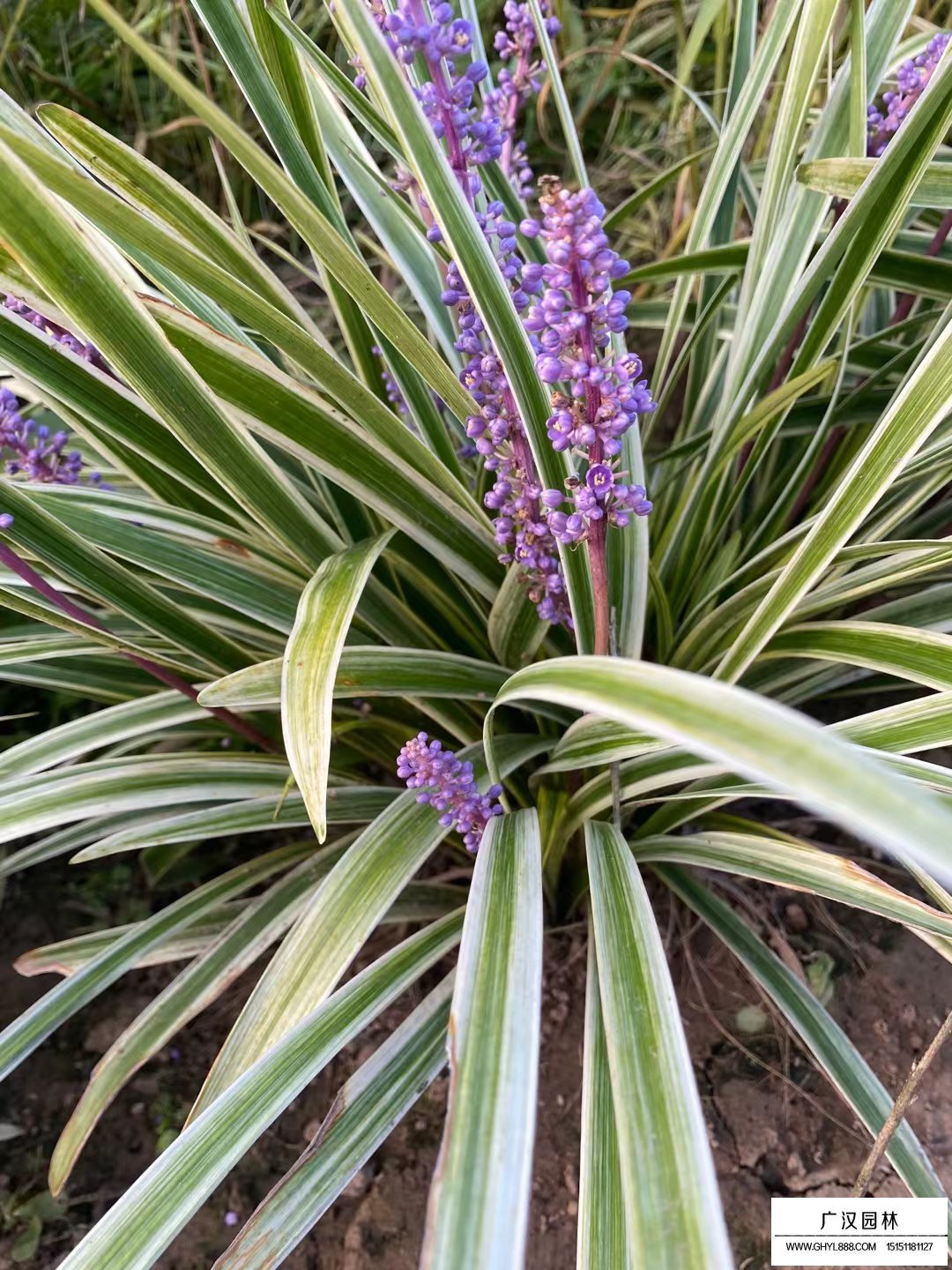 金边麦冬花期图片