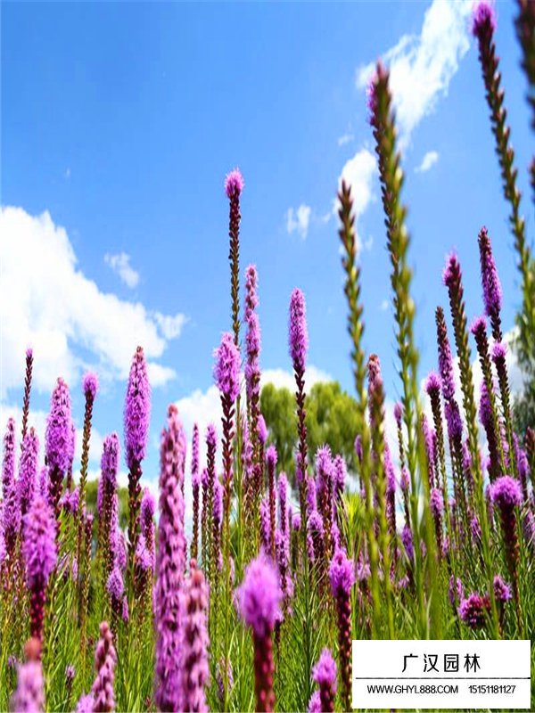 蛇鞭菊