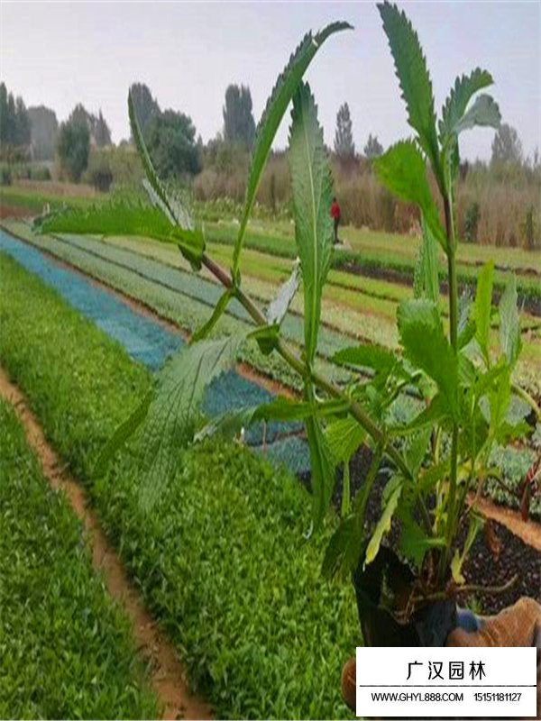 柳叶马鞭草小苗