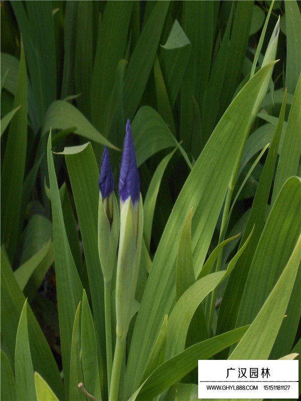 马兰花小苗
